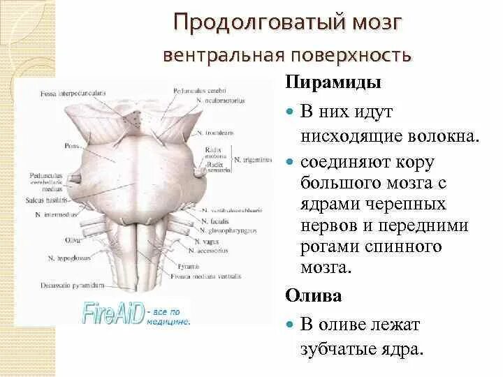 Ствол мозга строение вид сзади. Вентральная поверхность ствола мозга анатомия. Вентральная поверхность продолговатого мозга анатомия. Дорсальная поверхность продолговатого мозга. Структура вентральной поверхности продолговатого мозга.