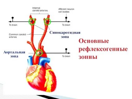 Сердечный зона
