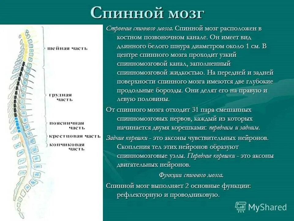 Какую функцию выполняет канал. Спинной мозг расположен в позвоночном канале от. строение спинного мозга краткое. строение нервной системы спинной мозг и его функции. нервы спинного мозга анатомия.