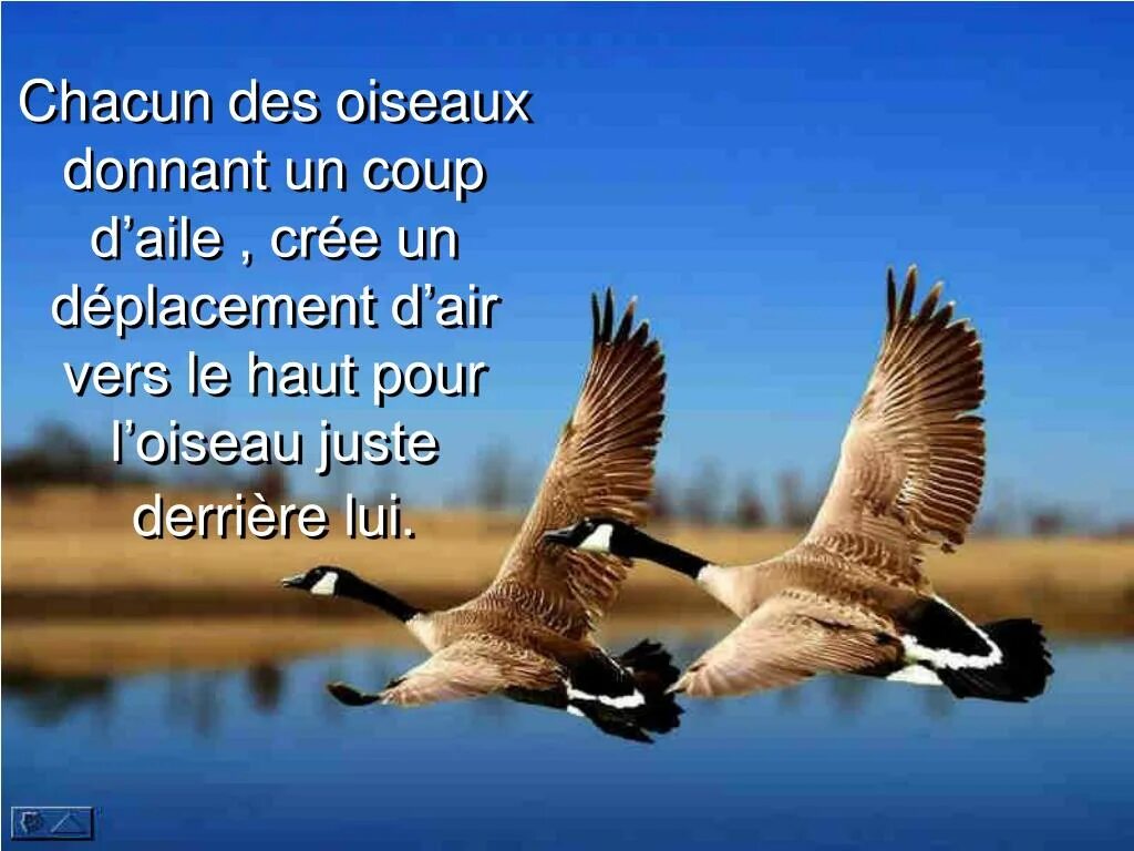 Утка кряква в полете вид снизу. Кряква казарка в полете. Утка летит. Утки в полете. Утки летят.
