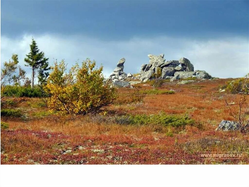 Южная кустарниковая тундра. Тундра Безлесная зона. Тундра природная зона. Тундровая Южная зона.