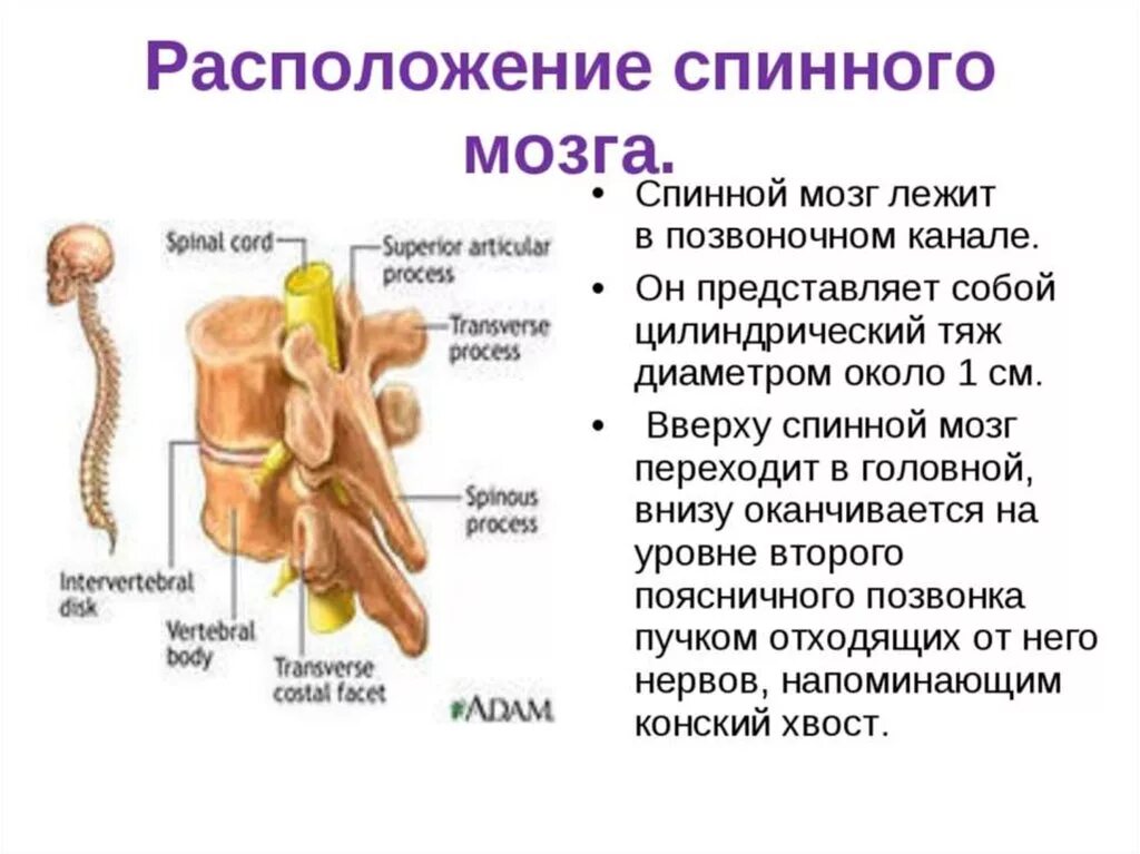 Спинной мозг расположен в позвоночном канале. Расположение спинного мозга в позвоночном канале. Расположение спинного мозга в позвонке. Спинной мозг в позвоночном канале анатомия.