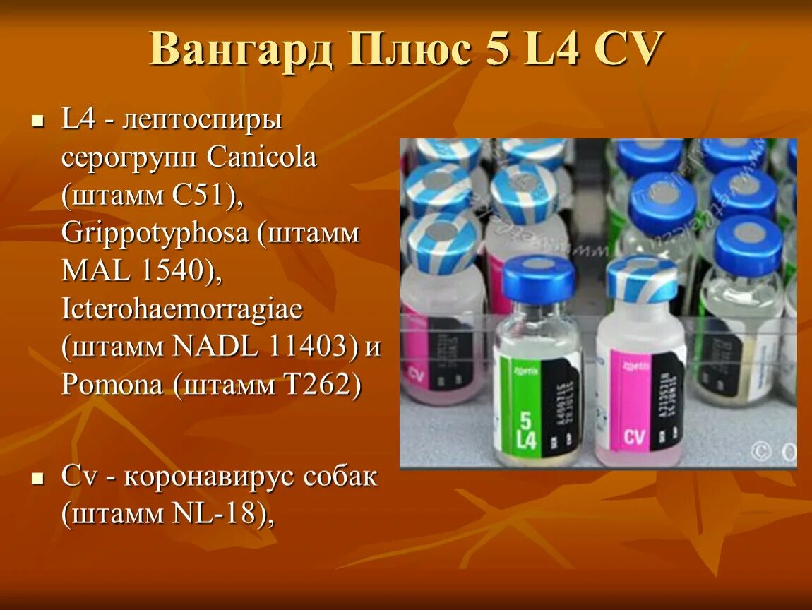 Вакцина вангард плюс. Вангард 5 вакцина для собак. Вангард 5/l и Вангард 7. Вангард плюс 5l/4 CV. Вангард плюс 5 l4.