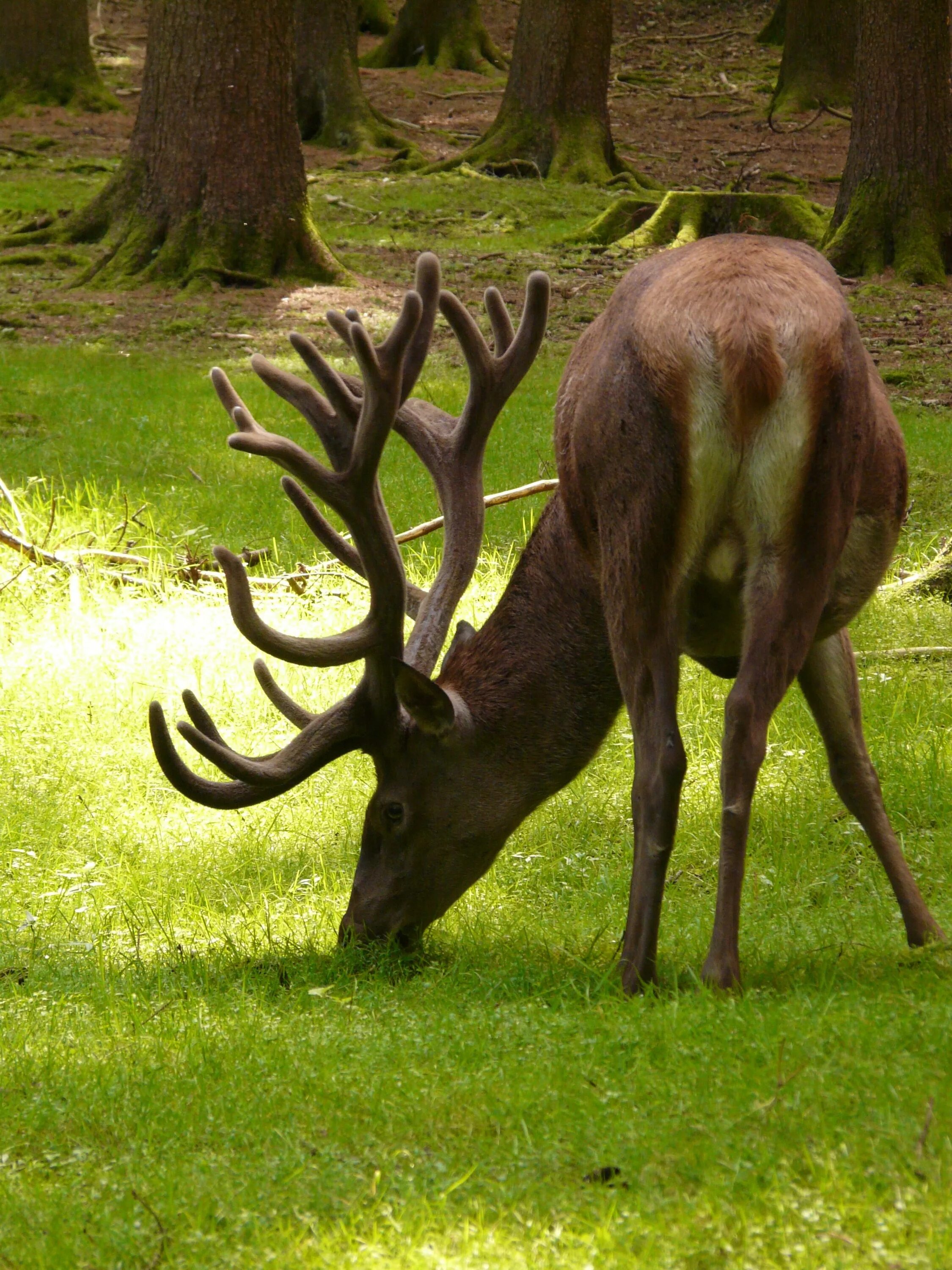 Взрослый самец оленя. Red Deer (Cervus elaphus). Cervus elaphus barbarus. Красный олень.