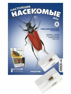 Настоящие насекомые