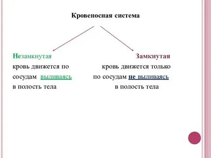 У каких животных имеется незамкнутая кровеносная система