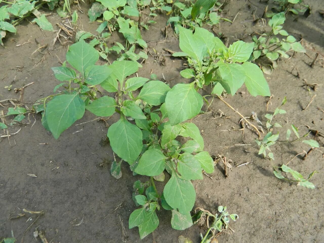 Агроткань мульчирующая. 6x5. Спанбонд черный от сорняков. Сорняков черный. Паслен черный сорняк.