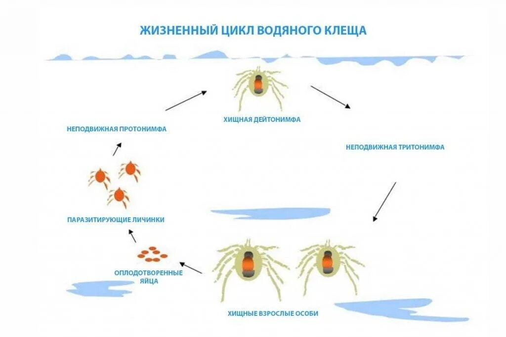 Чесоточный зудень жизненный цикл схема. Цикл развития клещей стадии. Жизненный цикл чесоточного клеща схема. Период жизненного цикла чесоточного клеща схема. Цикл развития чесоточного клеща