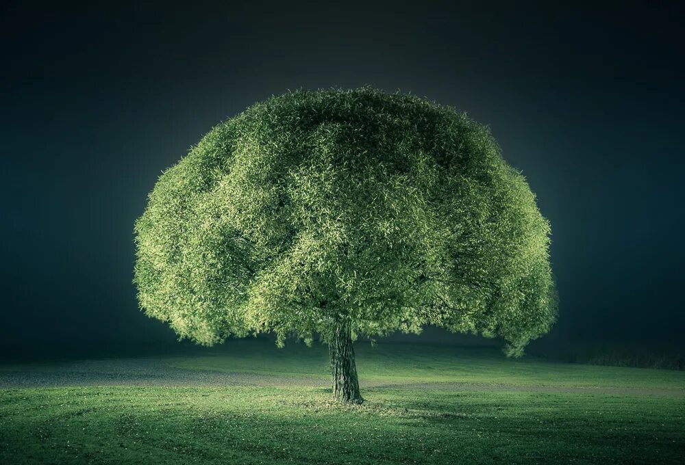Микко Лагерстедт. Микко Лагерстедт пейзажи. Красивое дерево. Красивое одинокое дерево.