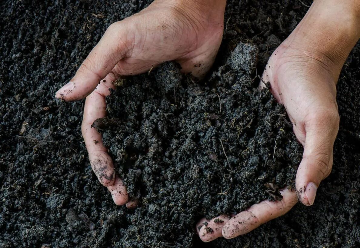 Комок почвы. Земля огород. Удобрения плодородия почвы. Минерал сапропель. Удобрения для огорода.