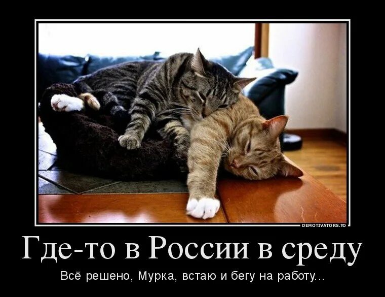 смешные высказывания про среду. пьющий в одиночку человек. смешные фразы про среду. демотиваторы про среду смешные. среда пришла.