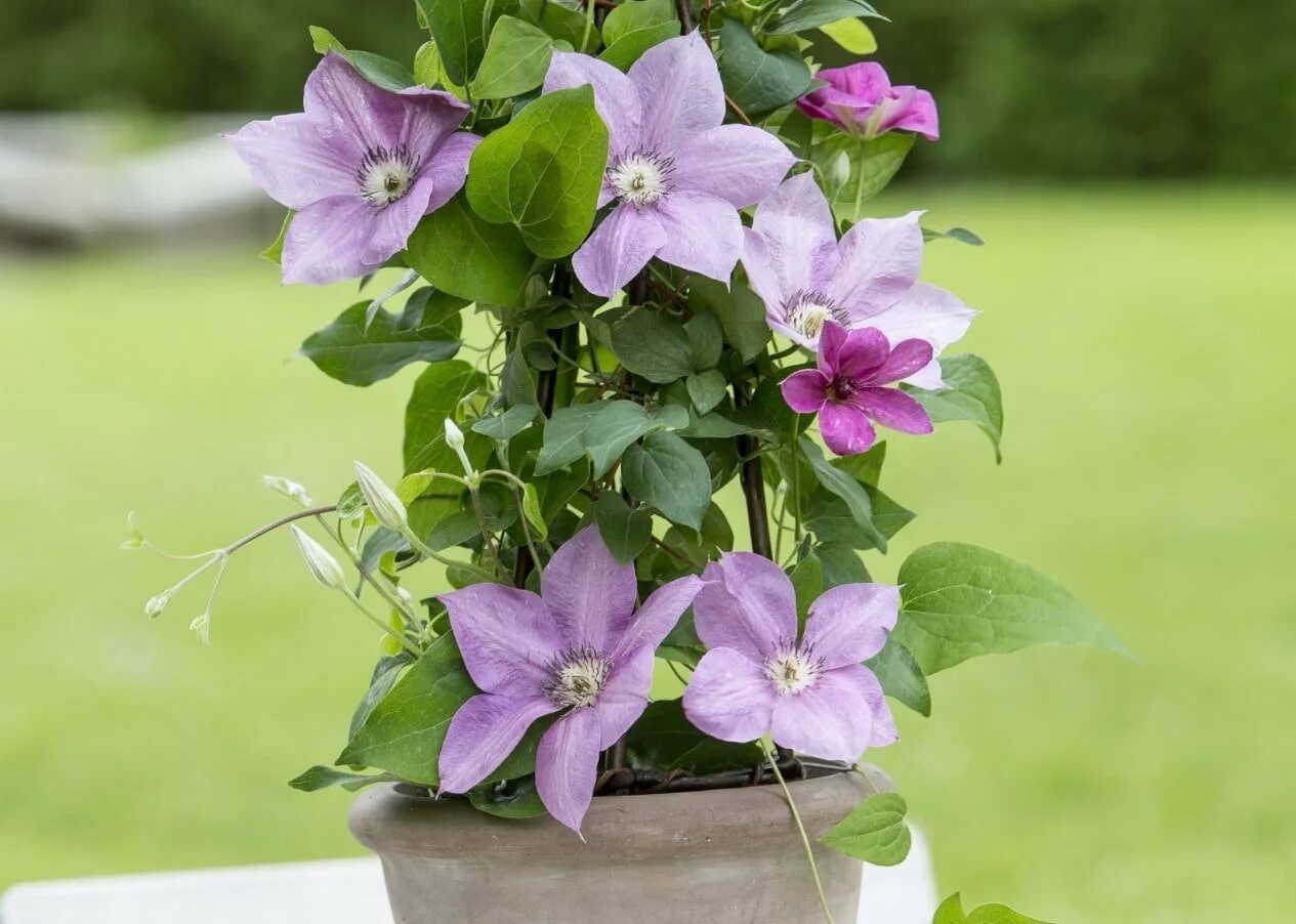 Можно вырастить клематис в горшке. Клематис clematis henryi. klematis v gorshke. клематис андре леруа. клематис на балконе.