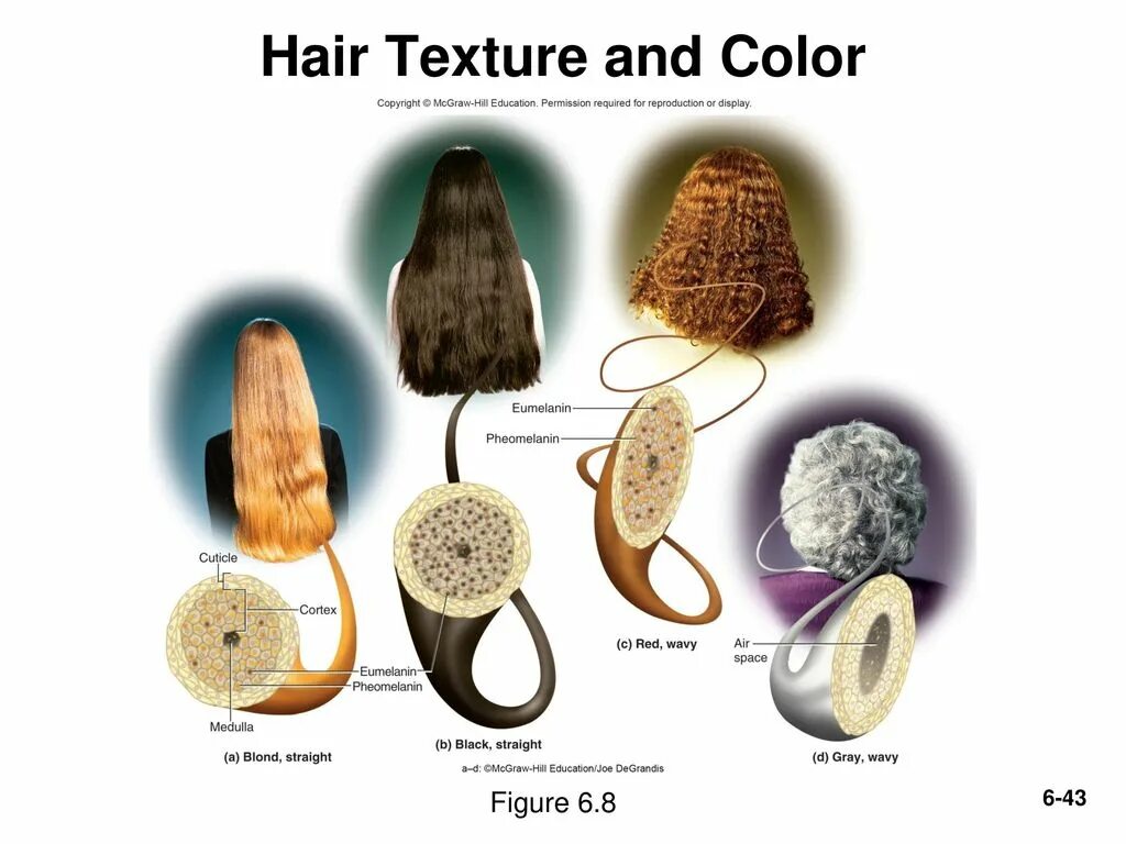 Меланин пигмент волос. Пигмент меланина в волосах. Пигменты эумеланин. Пигмент волоса эумеланин. Типы пигментов волос.