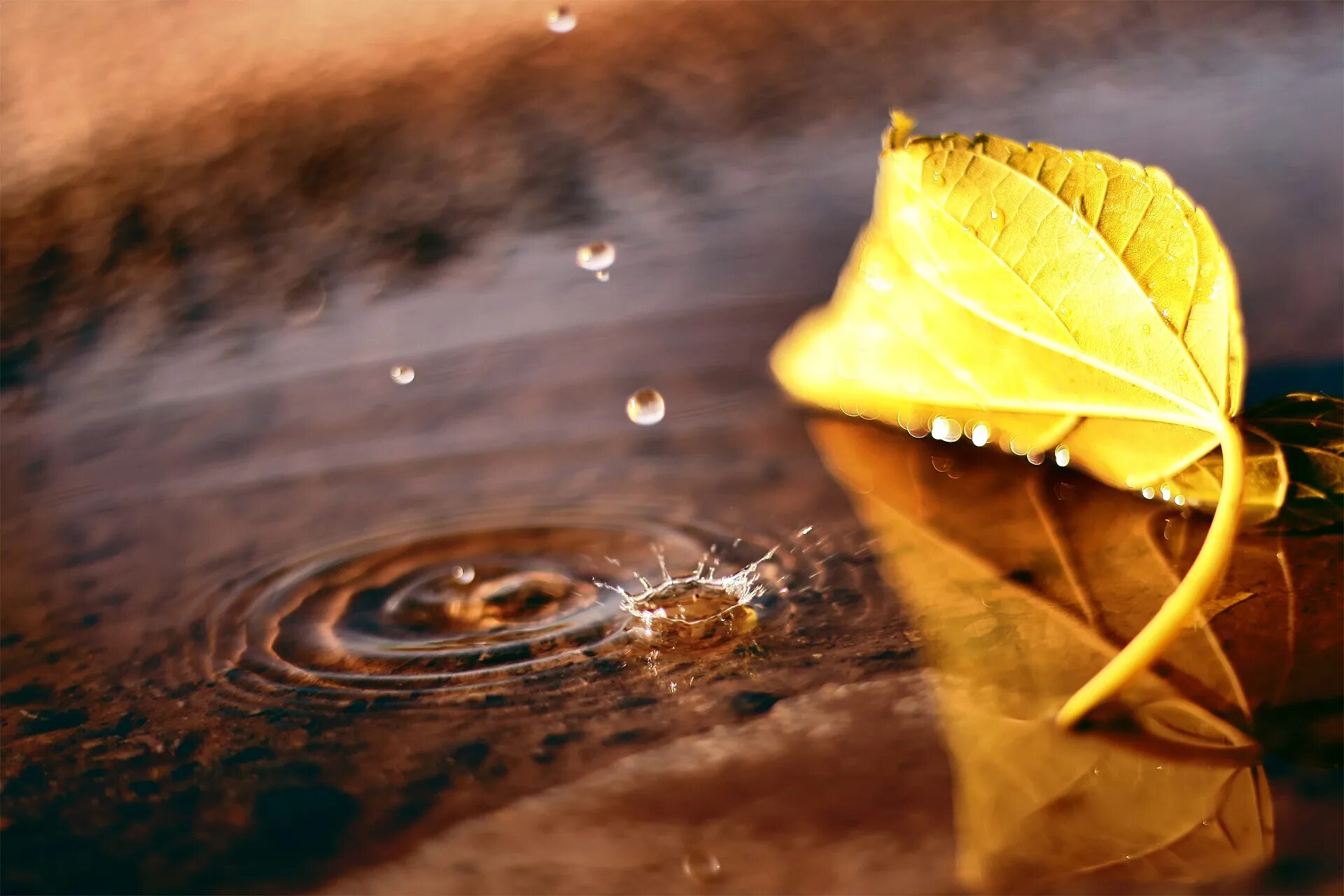 Капли о былом. Листья в луже. Осень дождь. Осень макро. Осень Макросъемка.