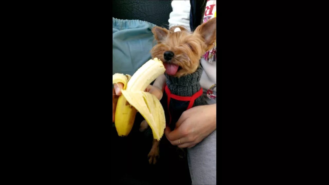 Можно собакам давать бананы. Собака ест банан. Собака кушает банан. Йорк есть банан. Щенок ест банан.