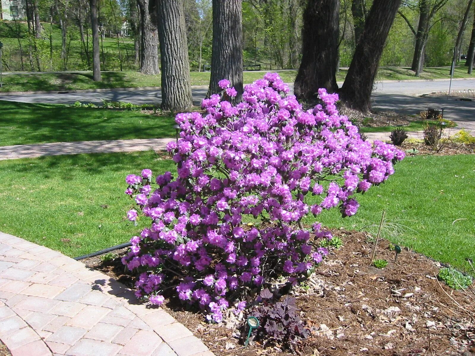 Рододендрон PJM Elite