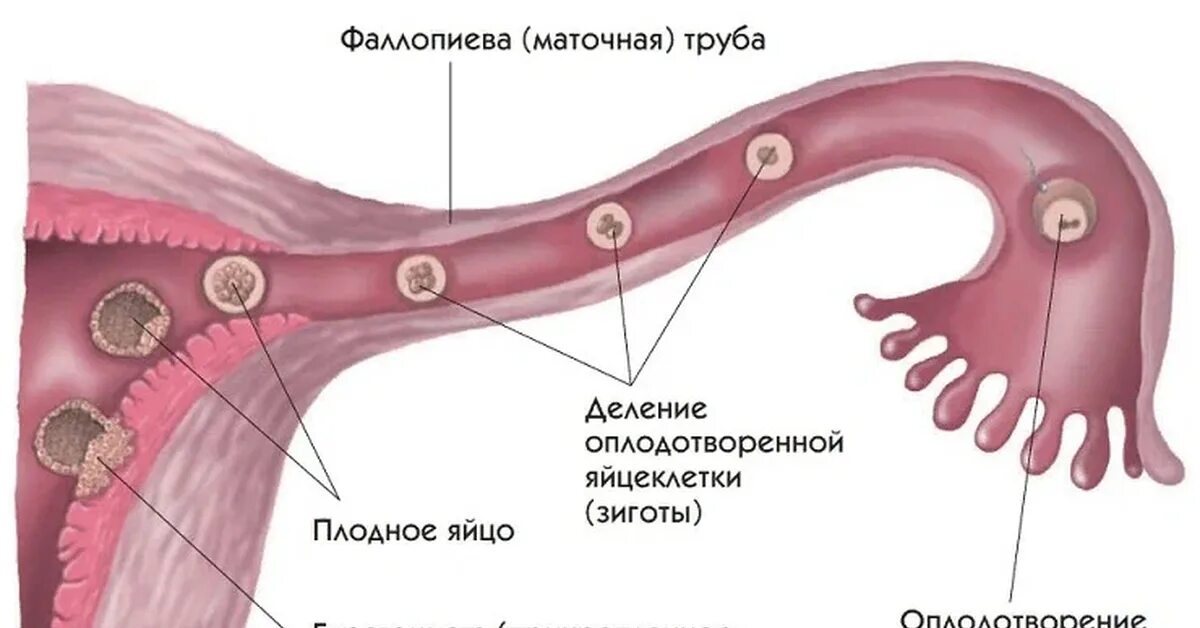 Оплодотворение в фаллопиевой трубе. Процесс оплодотворения в маточных трубах. Движение зиготы по маточной трубе. Процесс оплодотворения яйцеклетки схема.