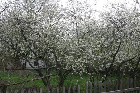 Вишня подбельского отзывы