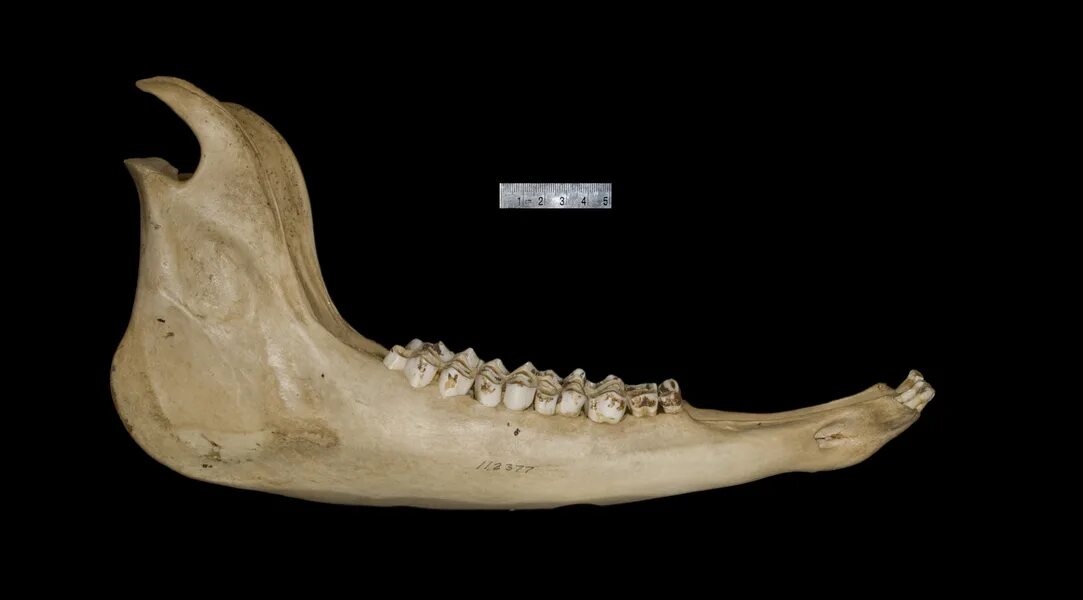 нижняя челюсть коровы анатомия. нижняя челюсть лошади анатомия. нижняя челюсть коровы. строение челюсти коровы. нижняя челюсть коровы.