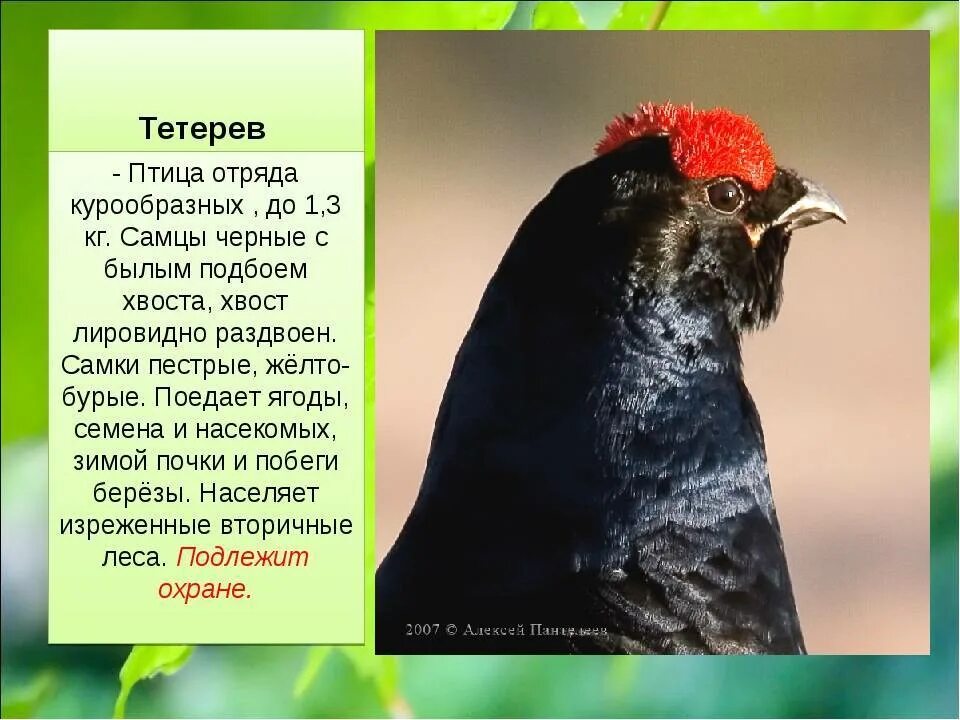 Картинки ПТИЦЫ КАРТИНКИ С ОПИСАНИЕМ ДЛЯ ДЕТЕЙ