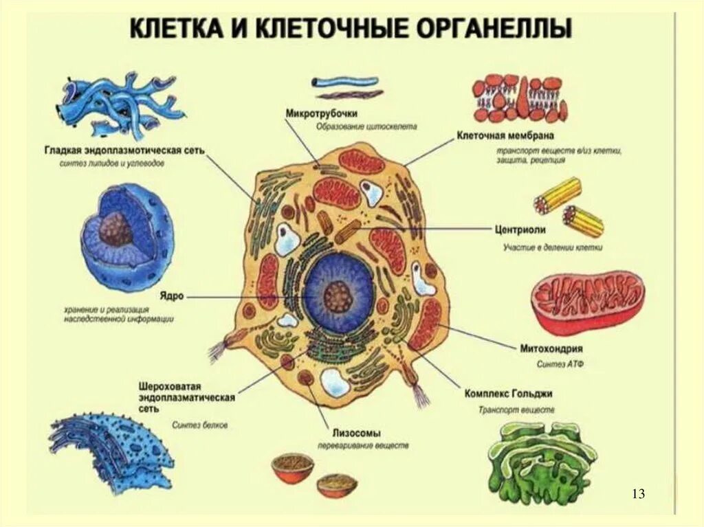 Какие клетки живые на препарате. Клетка организма. Клетка живого существа. Живая клетка представляет собой. Клетки тела человека.