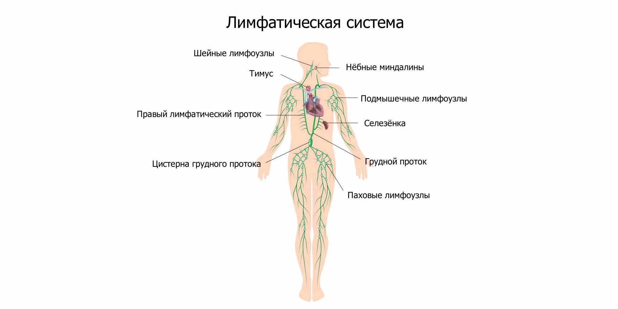 Лимфа система человека схема. Лимфатическая система ребенка схема. Лимфатическая система лимфоузлы. Лимфатическая система человека пах у женщин. Где у женщины расположены лимфоузлы