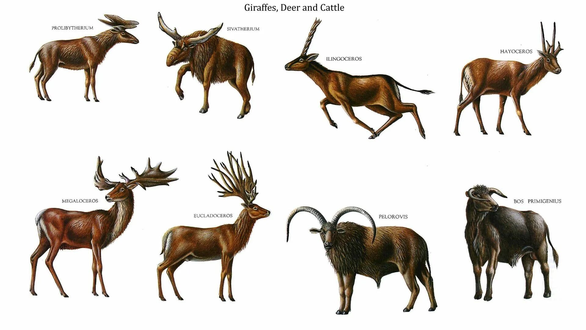 Олень Eucladoceros. Эволюция оленей. Доисторический олень. Рогатый олень.