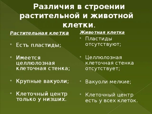 Различие между растительной. Различия клеток растений и животных. Различия между клетками растений и животных. Отличие между клетками растений и животных. Различия животной и растительной клетки.