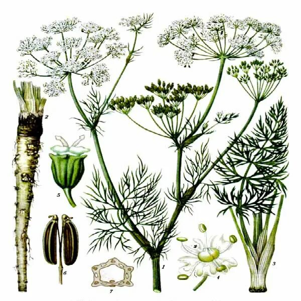 детская картинка тмин. презентация на тему пряности. к какой группе относится тмин. тмин рисунок. к какой группе относится тмин.