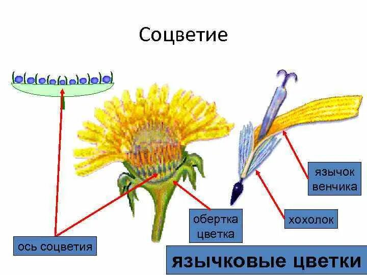 Подсолнечник вид соцветия. Строение соцветия подсолнечника. Язычковые цветки подсолнечника. Строение язычкового цветка. Строение трубчатого цветка подсолнечника.