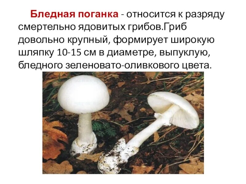 Опасный гриб бледная поганка. Бледная поганка шляпка снизу. Грибы пластинчатые бледная поганка. Бледная поганка шляпочный гриб.