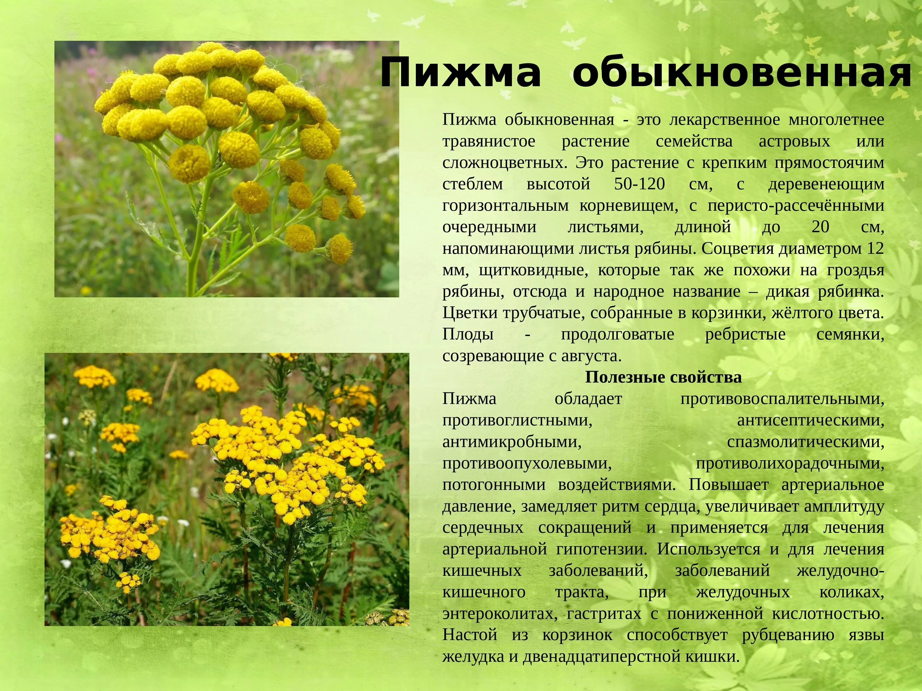 Ядовитые растения есть в семействе сложноцветные. Семейство сложноцветных число видов. Полукустарники астровые. Осот полевой семейство. Одуванчик лекарственный.