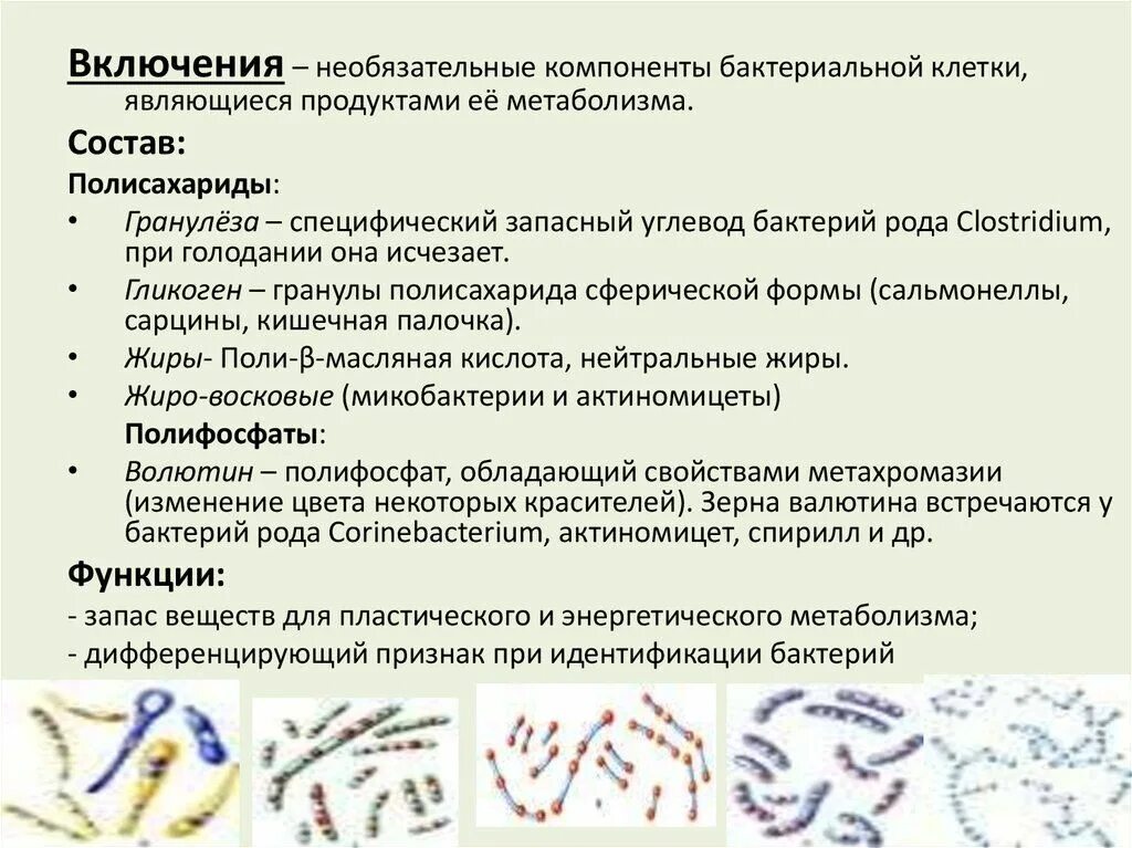 Какие функции выполняют бактерии в организме человека. Функции включений бактериальной клетки. Структура включений у бактерий. Зерна волютина функция.