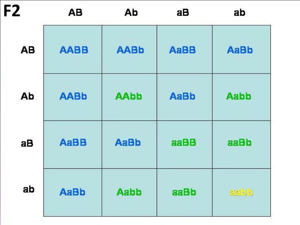 AABB * AABB решётка Пеннета. Решетка Пеннета ААВВ. Решётка Пиннета ААВВ И ААВВ. Решетка Пеннета по генотипу.