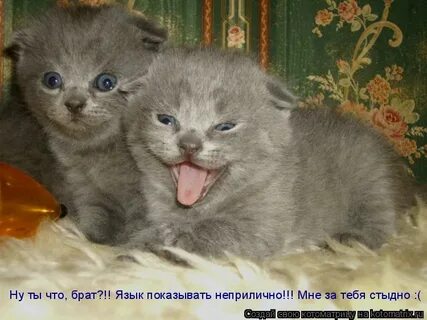 Братцы язык