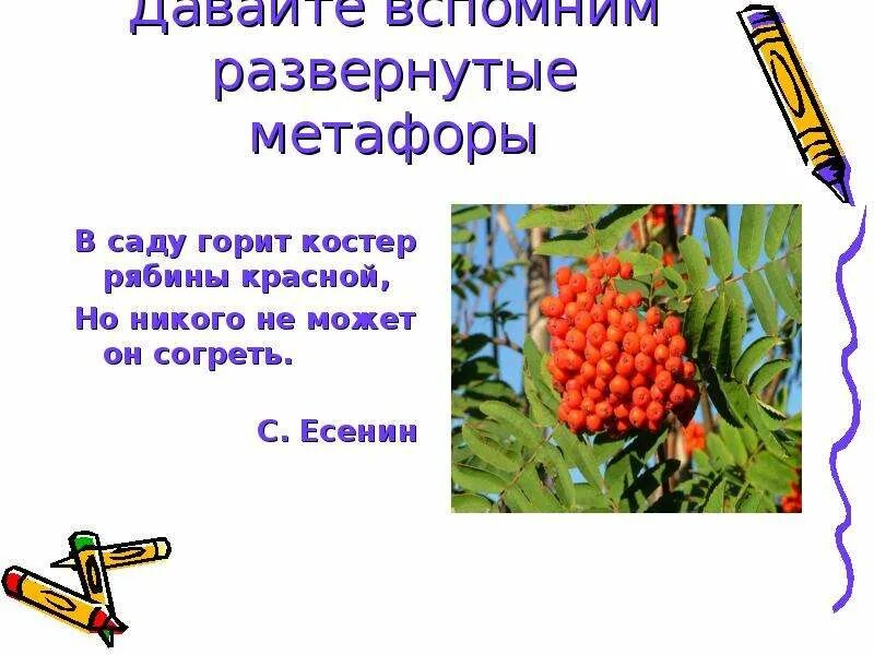 Костры рябин. Костер рябины красной средство выразительности. Горит костер рябины красной метафора. Стих костер рябины красной. В саду горит костер рябины красной но никого не может он согреть.