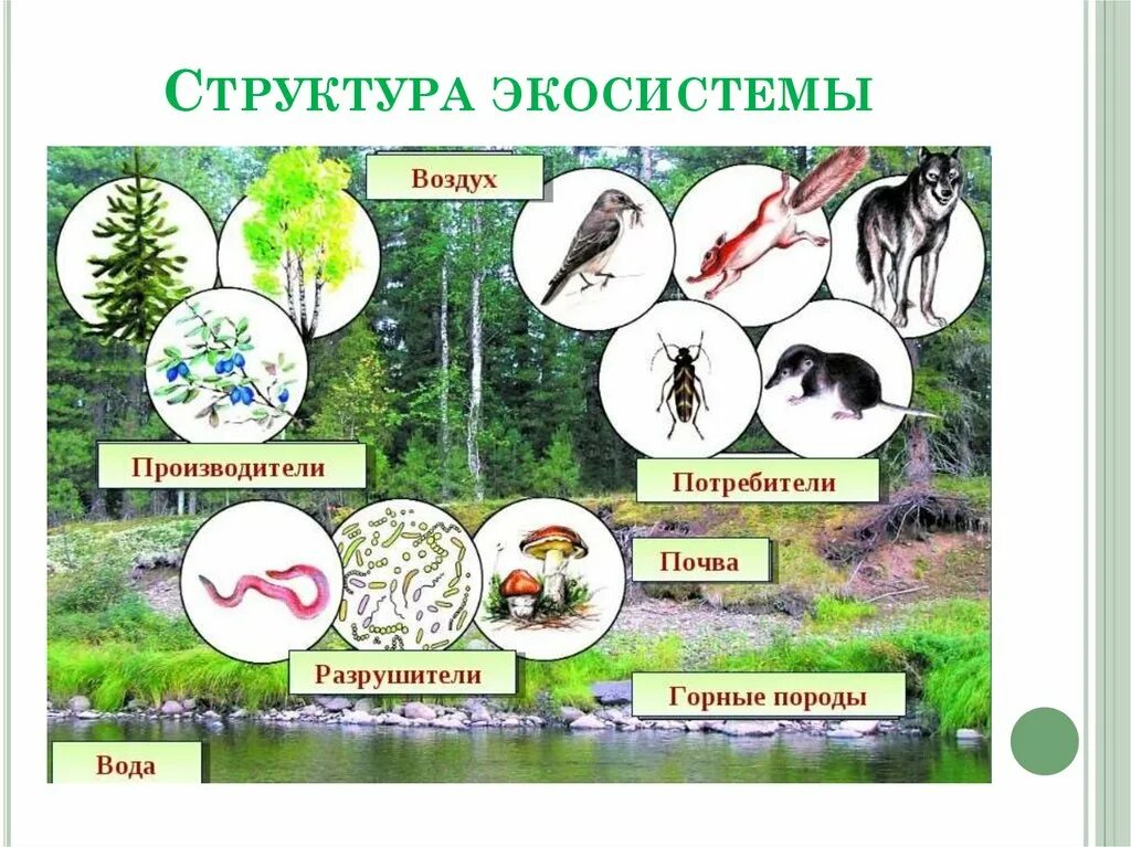 С какими природными сообществами схожа экосистема. Структура экосистемы. Видовая структура экосистем. Взаимосвязи в природном сообществе. Схемы пищевых цепей в смешанном лесу.