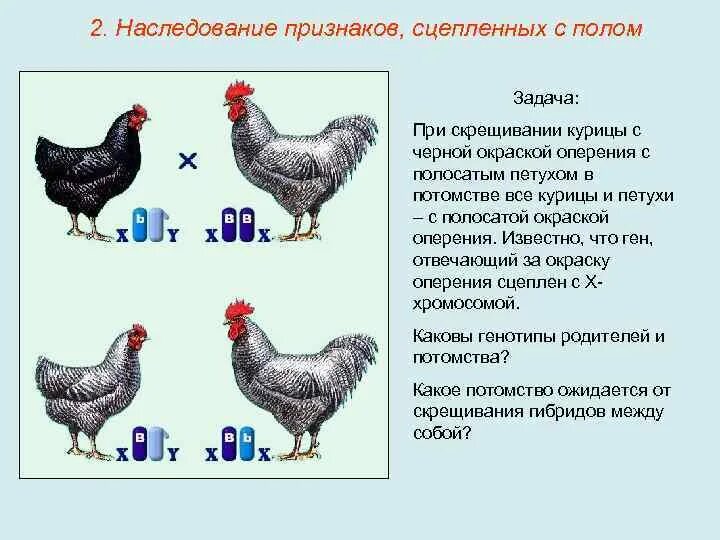 Куры Пушкинской породы яйценоскость. Пушкинская порода кур яйценоскость описание. Кохинхины куры описание породы яйценоскость кур. Пушкинская порода кур яйценоскость. Скрещивание кур разных пород