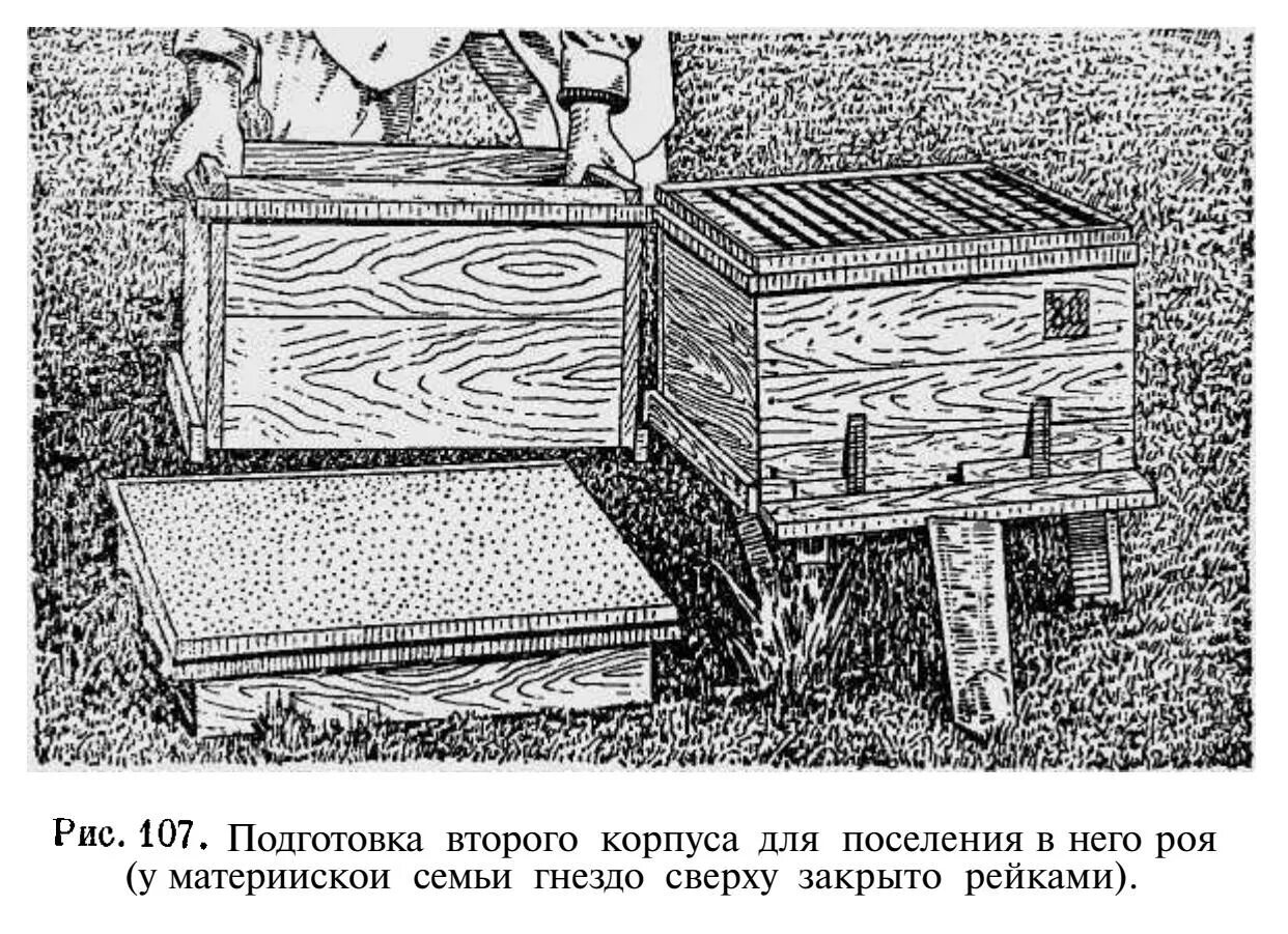 Пчеловодство у восточных славян предшествовало
