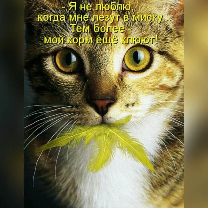 Рыльце у тебя в пуху значение выражения
