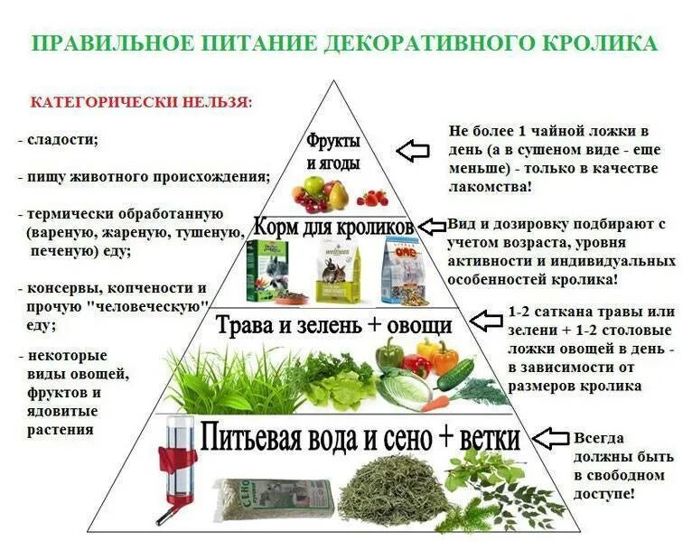 Чем можно кормить домашних кроликов. Рацион кормления кроликов декоративных. Кормление декоративных кроликов таблица. Рацион питания декоративного кролика. Как кормить декоративного кролика.