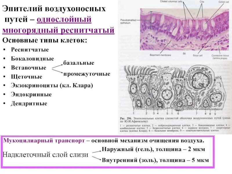 Какие функции выполняет эпителий. Однослойный многорядный эпителий. Клеточный состав эпителия слизистой оболочки воздухоносных путей. Многорядный реснитчатый мерцательный эпителий. Эпителиальная ткань мерцательный эпителий.