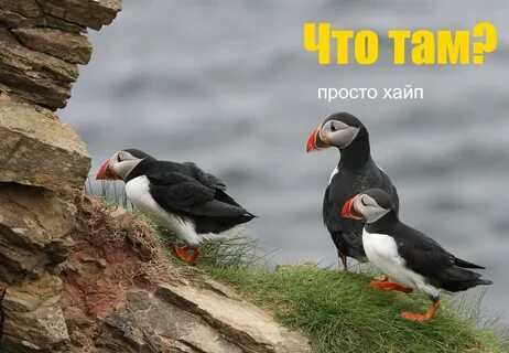 Северная морская птица 5