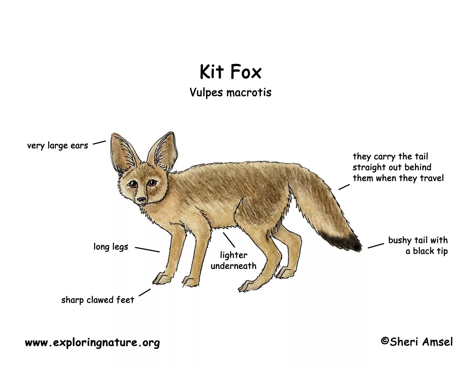 Диаграмма лисы. Kit Fox животное. Fox перевод. Fox body Parts. Переведи fox