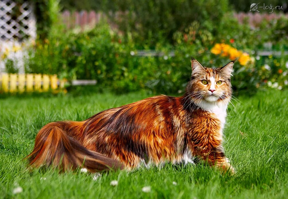 Пестро рыжая. Мейн-кун. Кошка Мейн кун. Трёхцветная кошка Мейн кун. Сибирский Мейн кун рыжий.