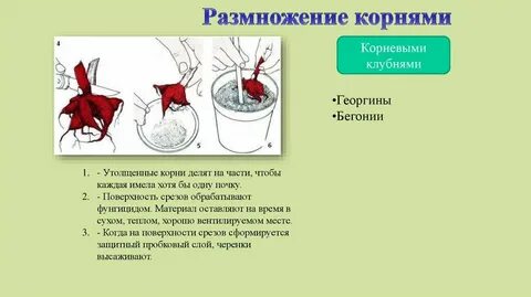 Размножение важнейшее