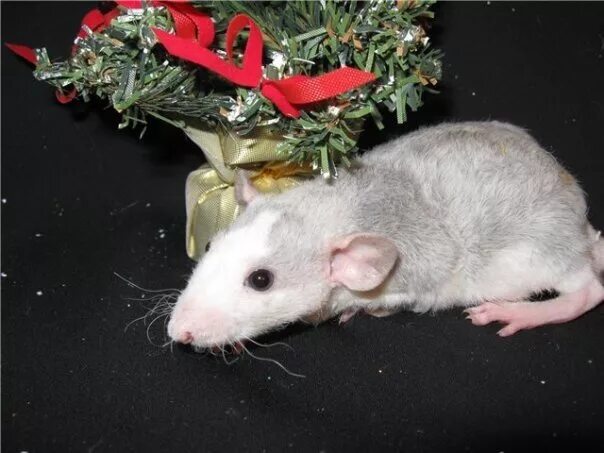 грызуны минск. дегу 1. монгольская песчанка черная. джунгарский бурундук фото. сколько стоит бурундук.