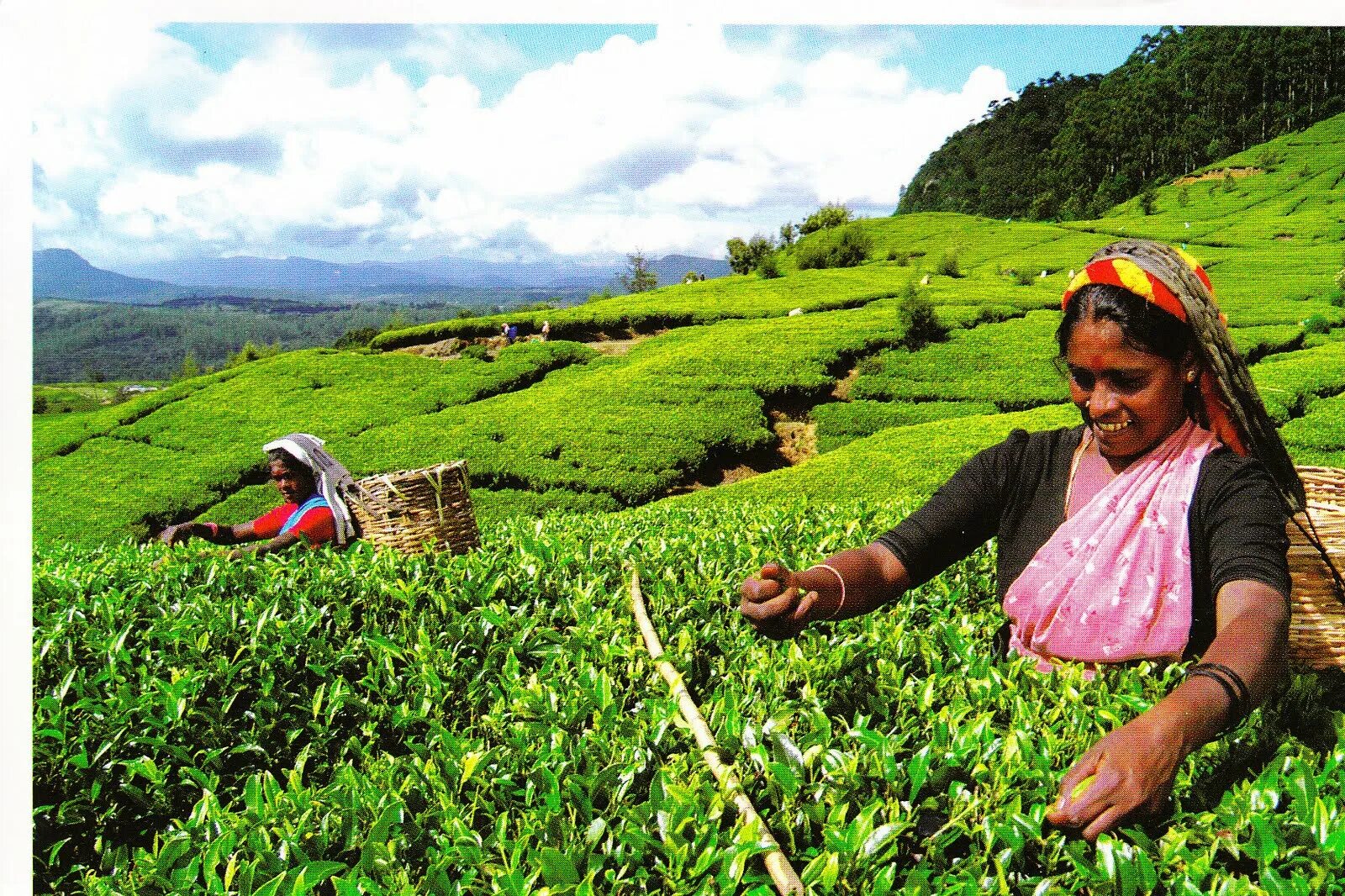 Ланка индия. Шри ланка плантации чая. шри ланка экономика. shri lanka ceylon tea. чайные плантации индии карта.