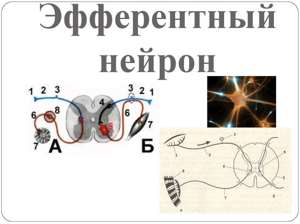 Эфферентными называются нейроны. Эфферентный нейрон. где располагаются эфферентные нейроны?. эфферентный. где находится эфферентный нейрон.