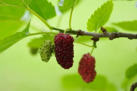 Mulberry перевод